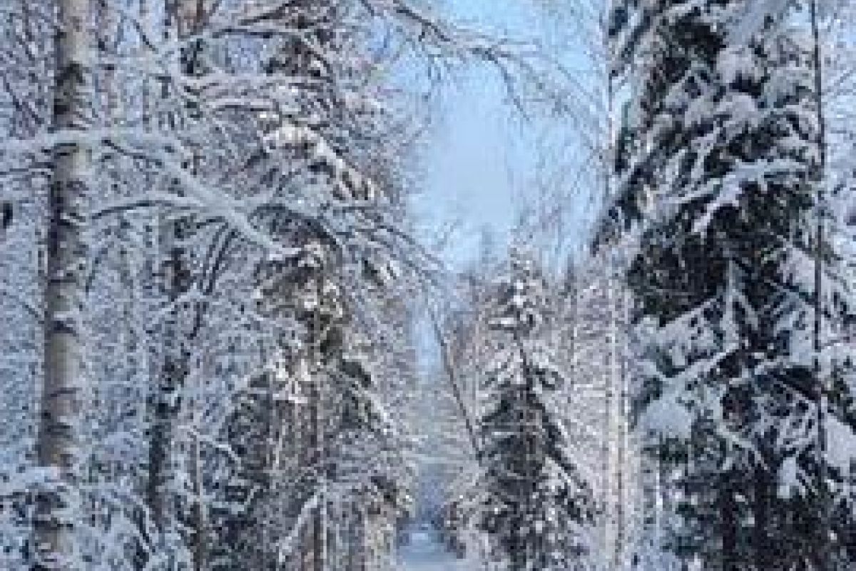 По озерам Карелии на снегоходах (6 часов)