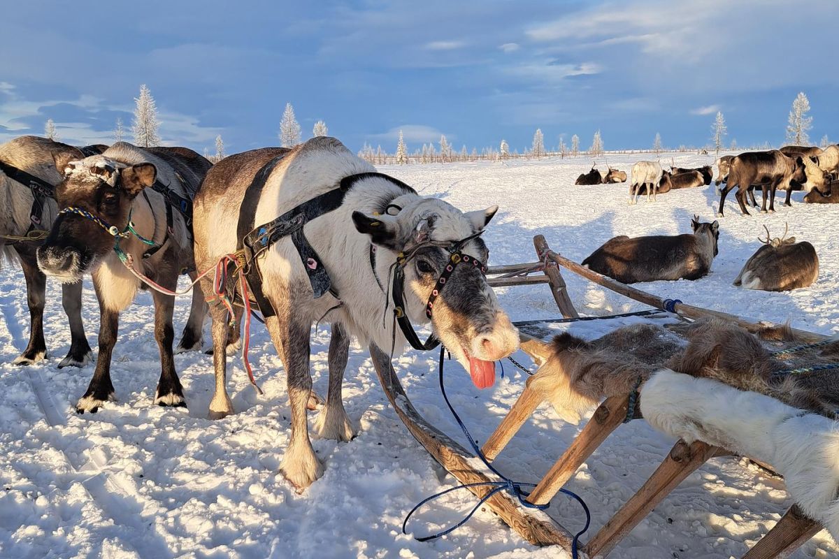 Две столицы Ямала