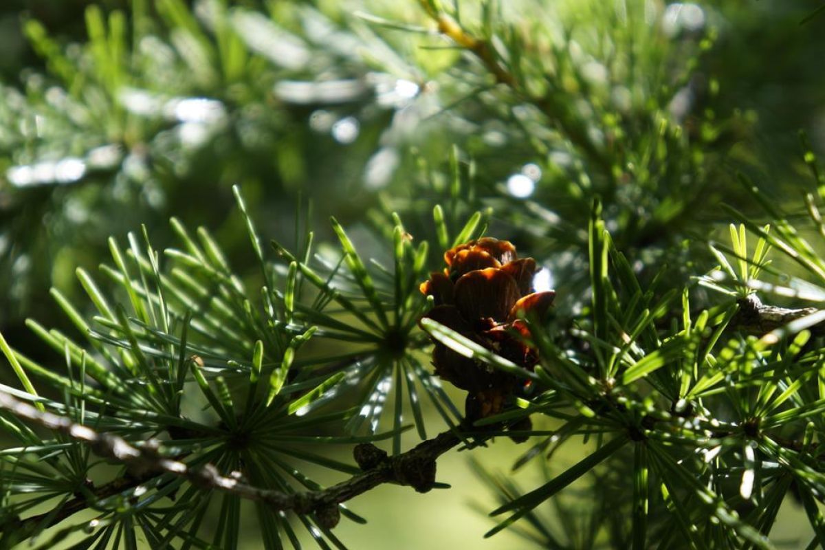Сихотэ-Алинский заповедник: по следам амурского тигра!