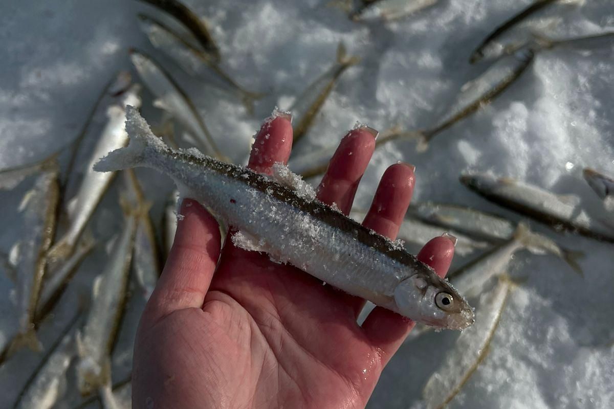 Подлёдная рыбалка на Сахалине