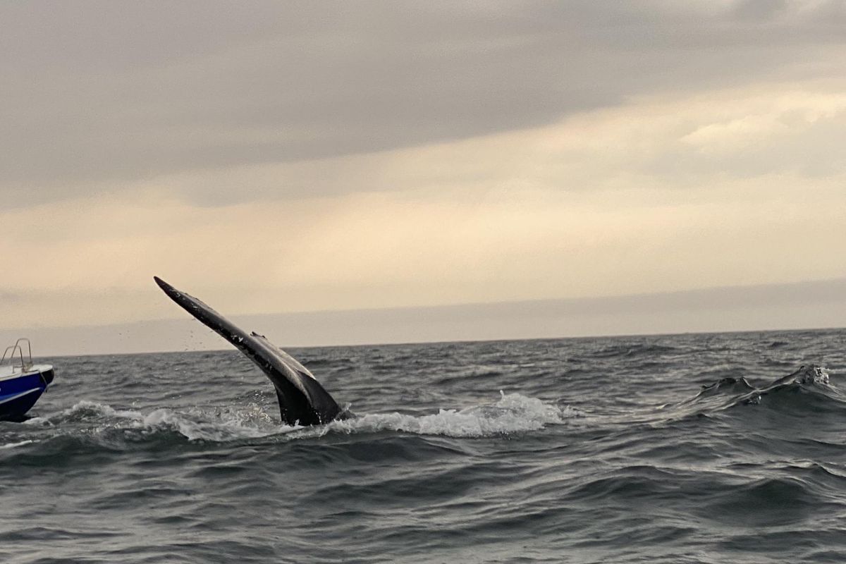 Красоты севера – летний Кольский