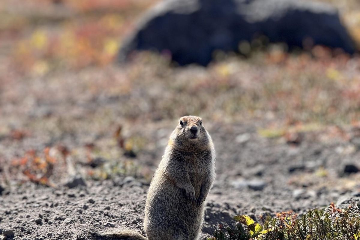 Камчатка. Сокровище ЮНЕСКО