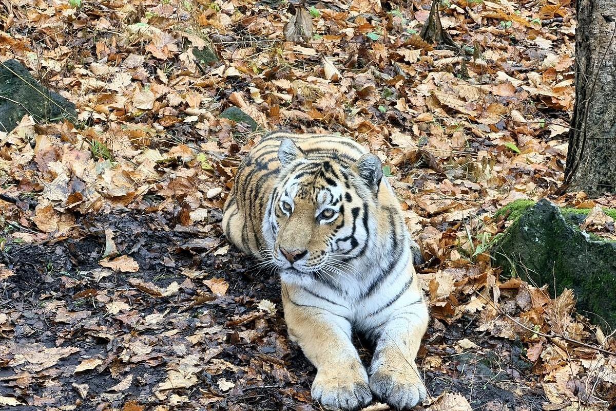 Лотосы и море – Приморье