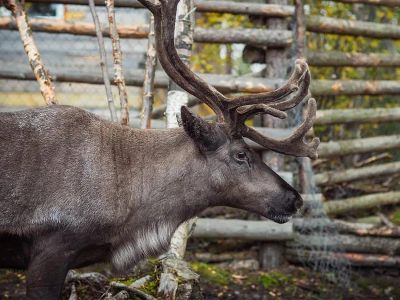 Один день на севере
