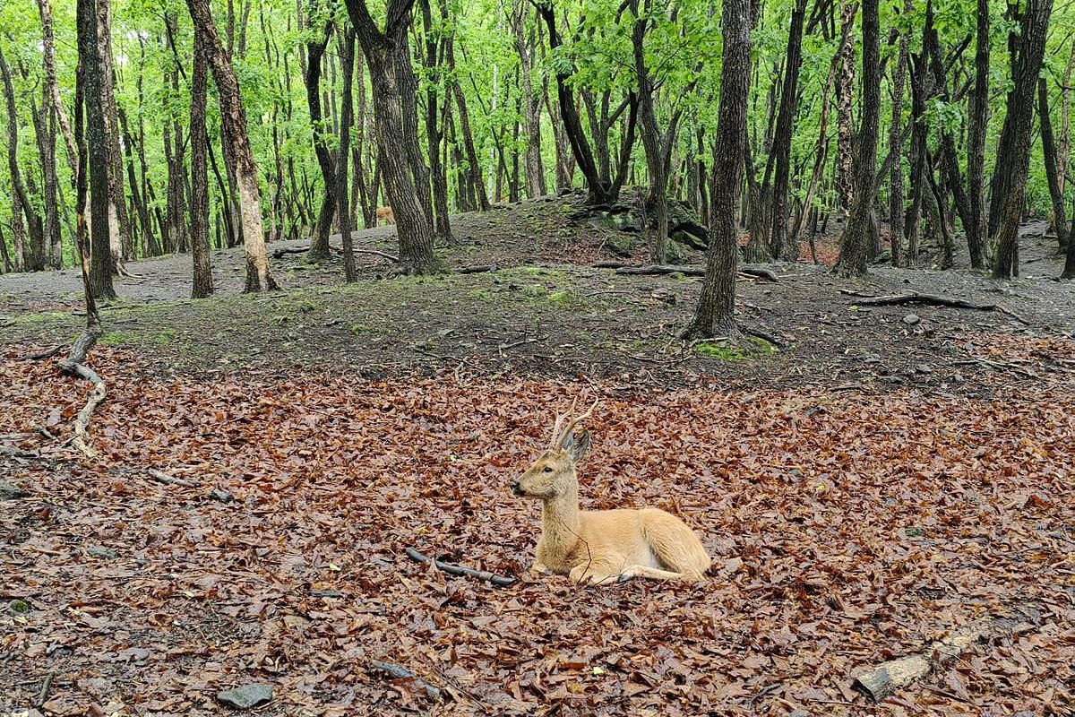 Экскурсия в Приморский Сафари-парк