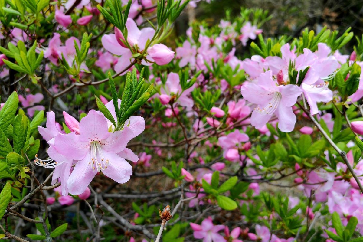 Дыхание весны в Приморье