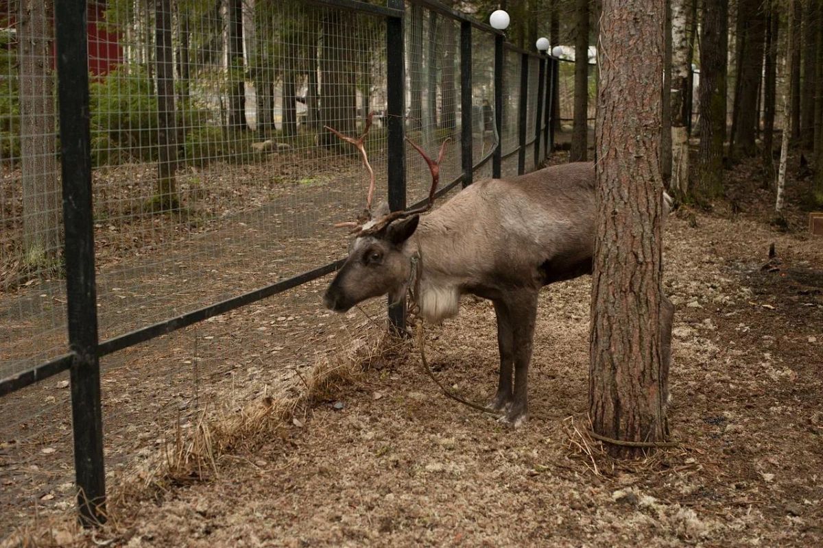 Хаски и олени: экскурсия в питомник (Карелия, Петрозаводск)