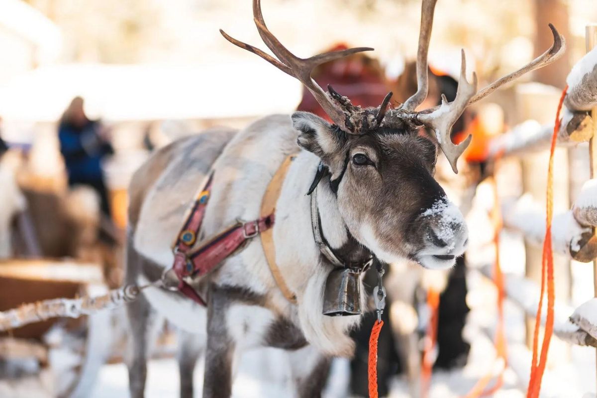 Хаски и олени: экскурсия в питомник (Карелия, Петрозаводск)