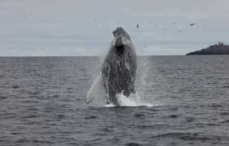 Териберка с китами