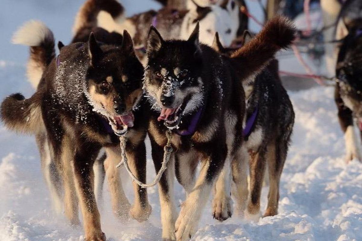 Вулканы Камчатки (5 дней)