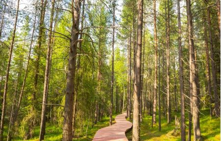 Экскурсия по экотропе в Лапландской деревне (Мурманская область)