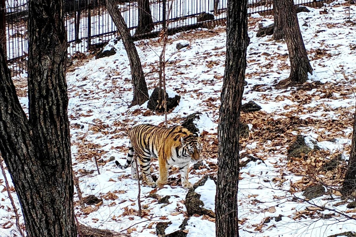 Приморский Сафари-парк и бухта «Стекляшка»