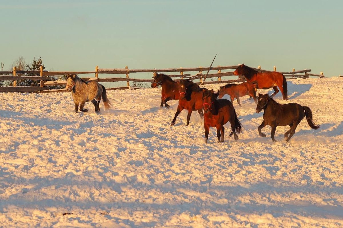 Выходные в Каргополье