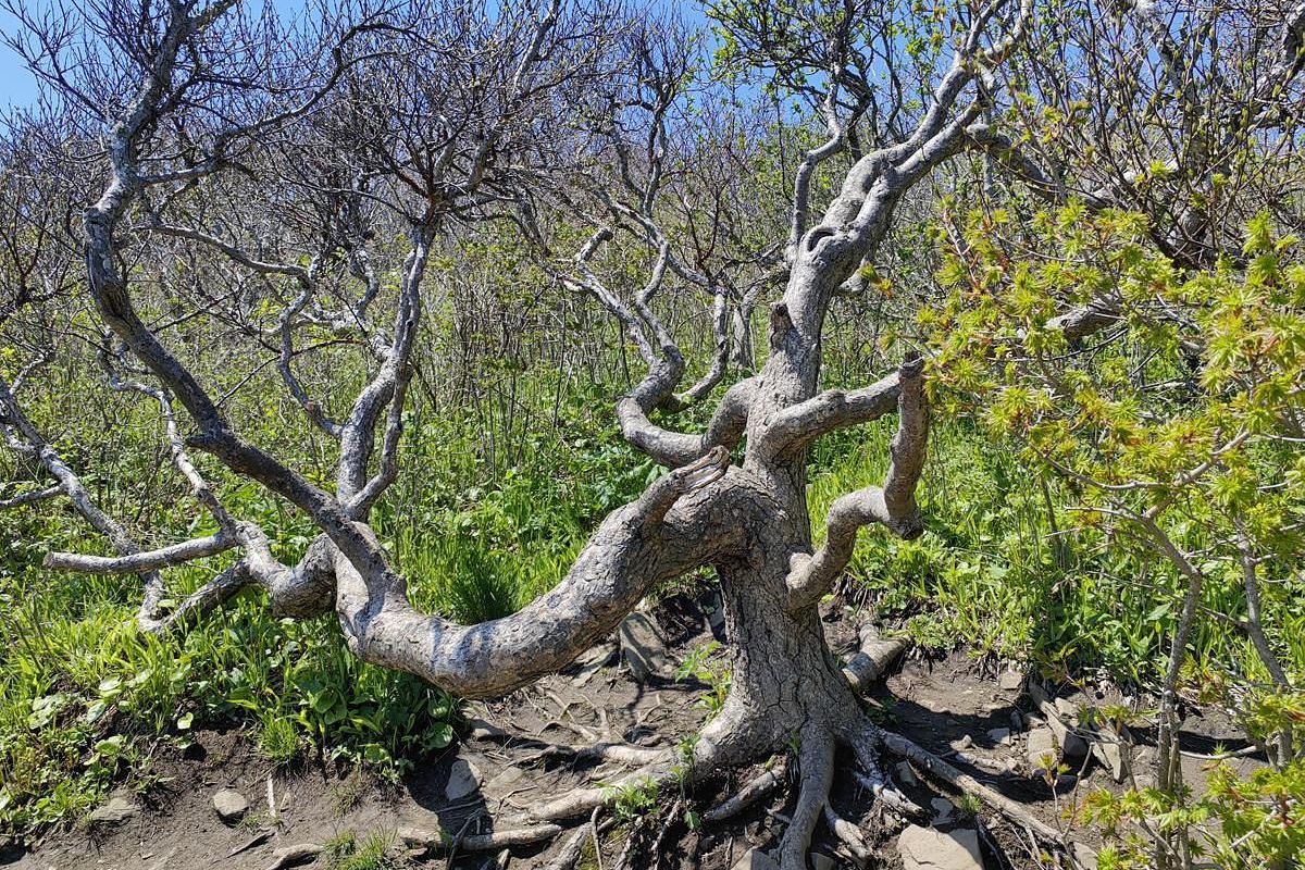 Мыс Тобизина: по тропе к океану!
