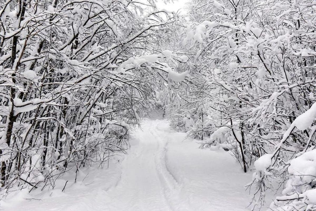 Сафари на снегоходах в Карелии