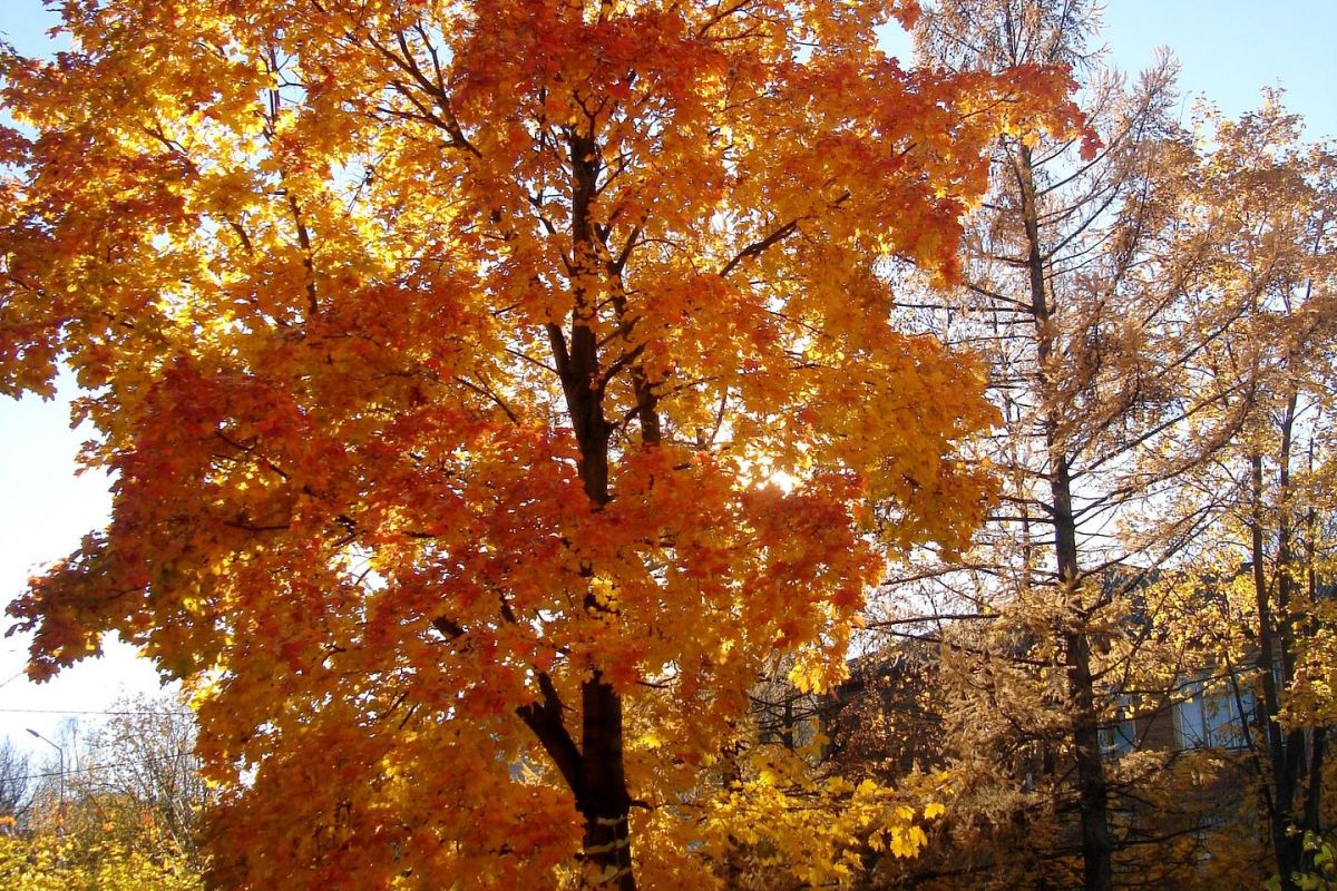 Карельские денёчки в Петрозаводске