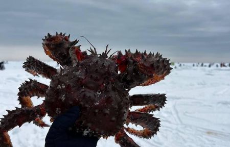 Подлёдный лов краба на Сахалине