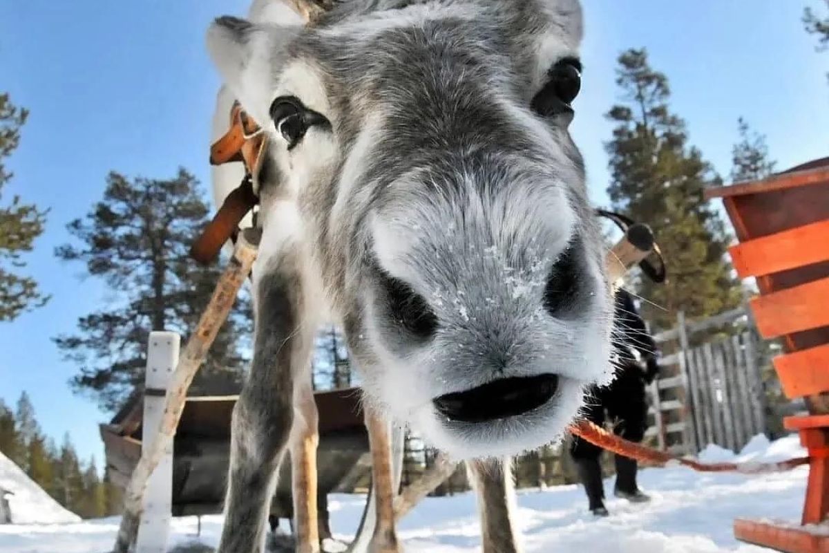 Новогодние каникулы в Карелии + Кижи (через Заонежье, 5 дней)