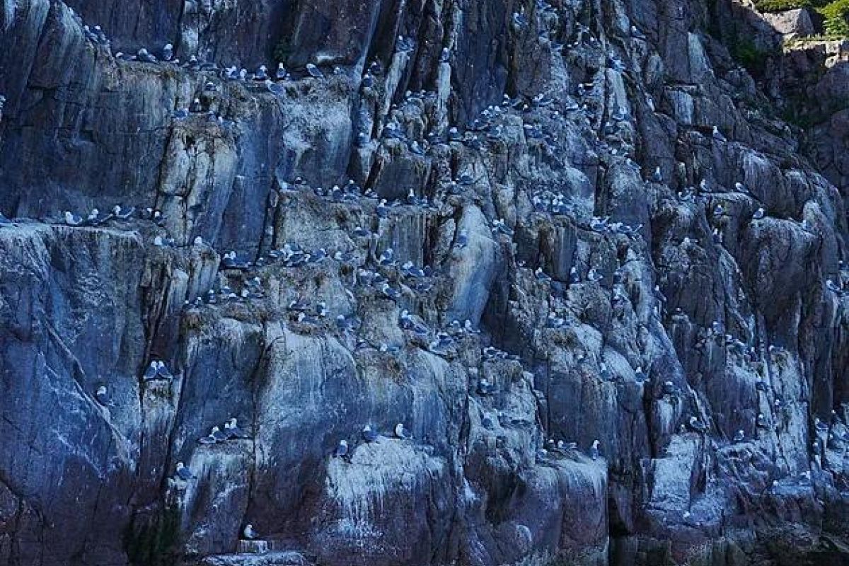 Териберка: морская прогулка в поиске китов