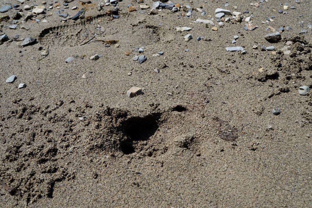 Сихотэ-Алинский заповедник: по следам амурского тигра!