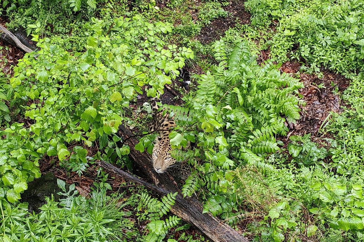 Экскурсия в Приморский Сафари-парк