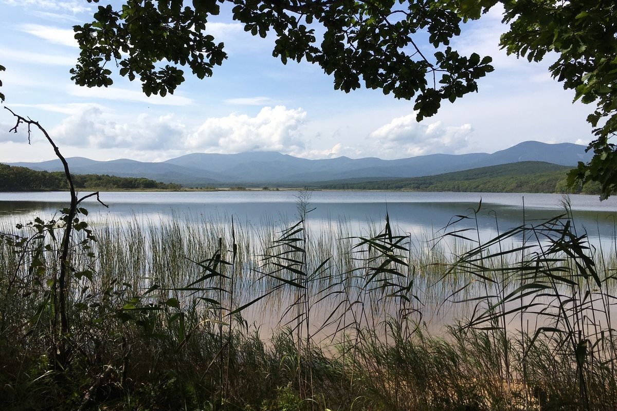 Сихотэ-Алинский заповедник: по следам амурского тигра!