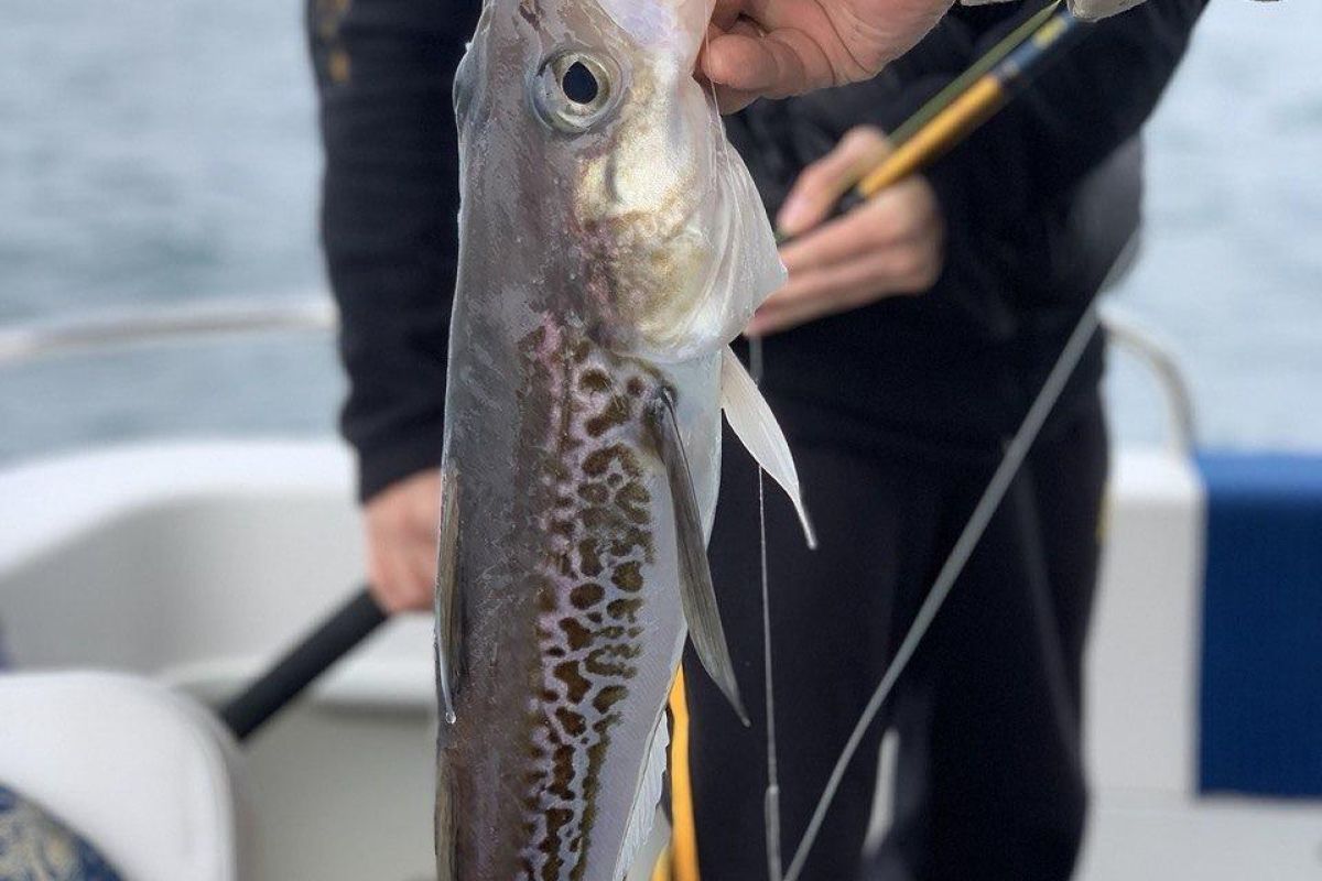 Морская прогулка по бухтам с выходом в океан