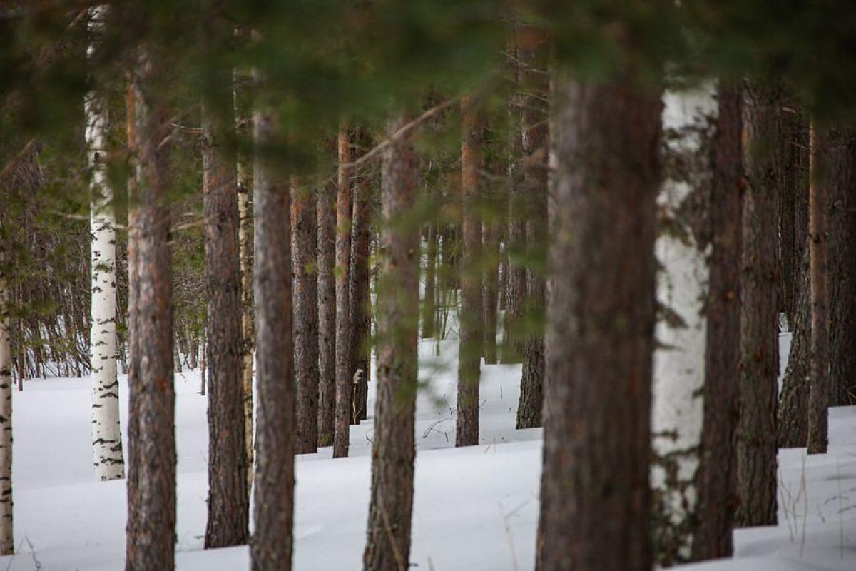 Путешествие на снегоходах на Вулкан Гирвас