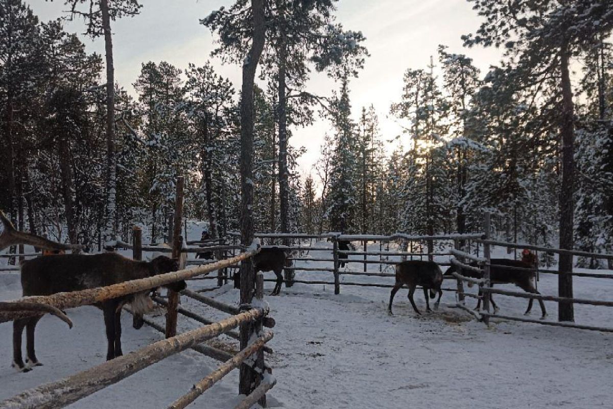 Ешь, лови, кайфуй на Кольском (зима)