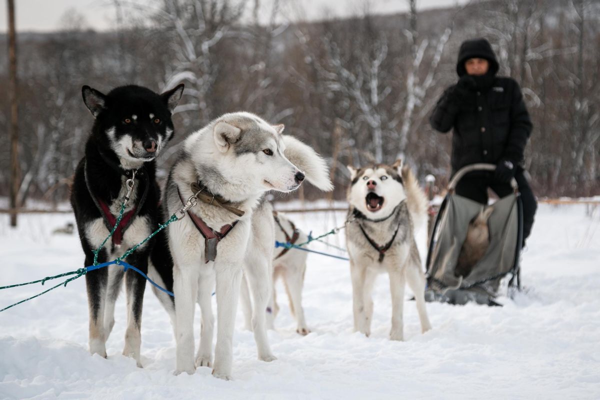 Экскурсия с катание на собачьих упряжках и горячим источником – Камчатка