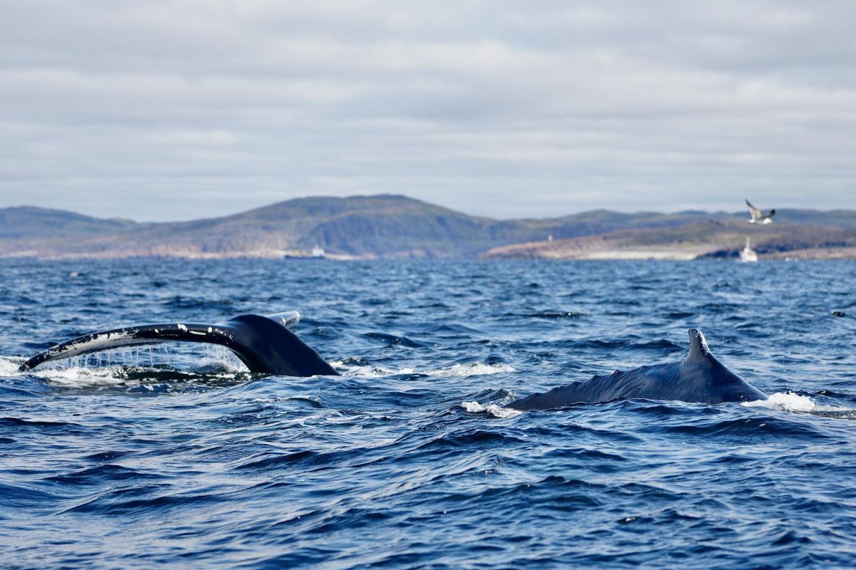 Солнечные ночи Крайнего Севера
