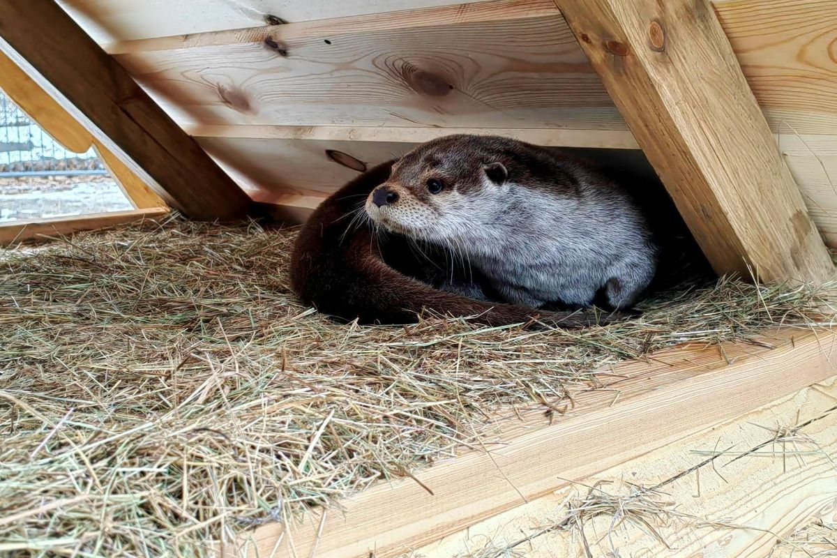 Приморский Сафари-парк и бухта «Стекляшка»