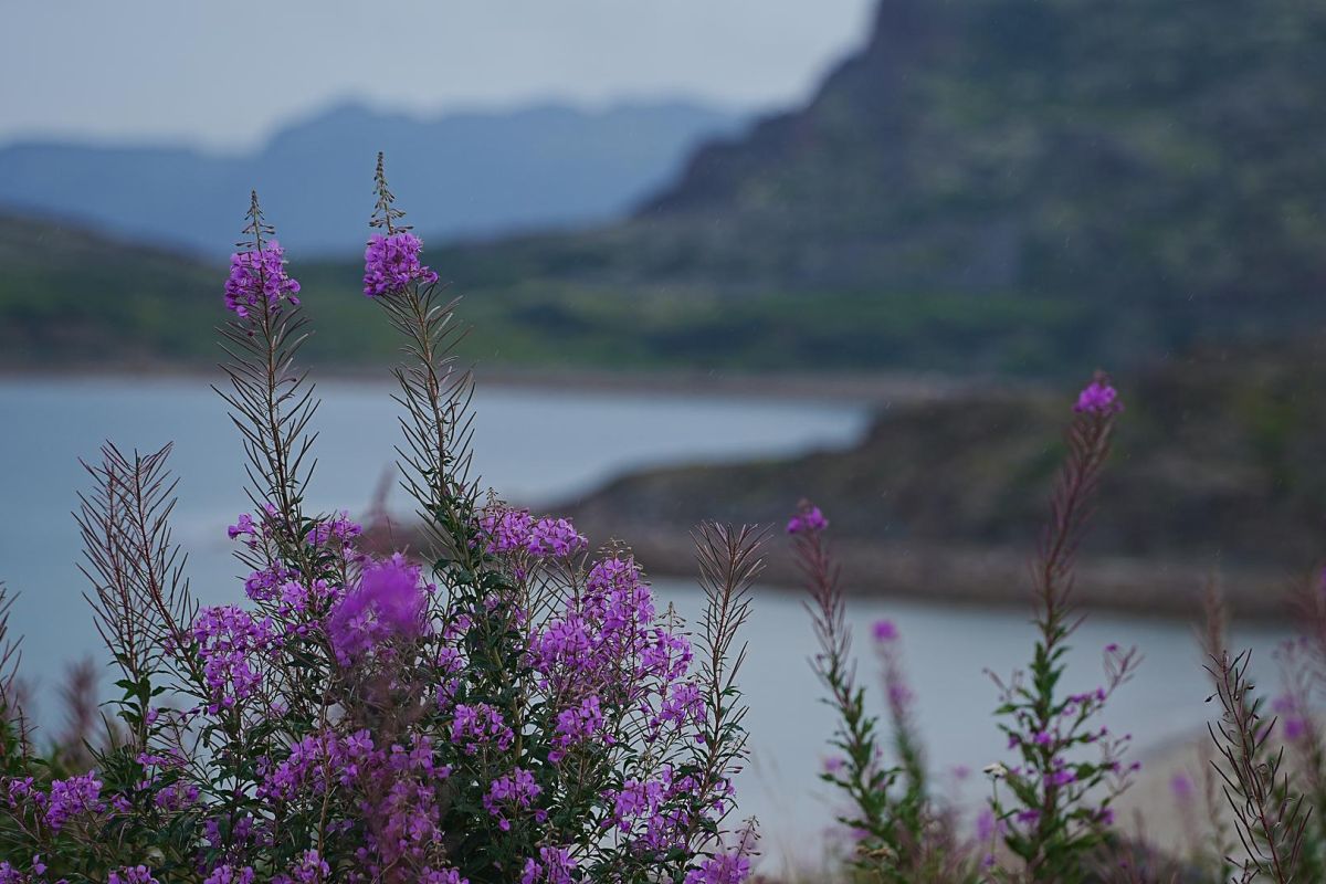 Край стихий: Киты. Океан. Горы. Водопады