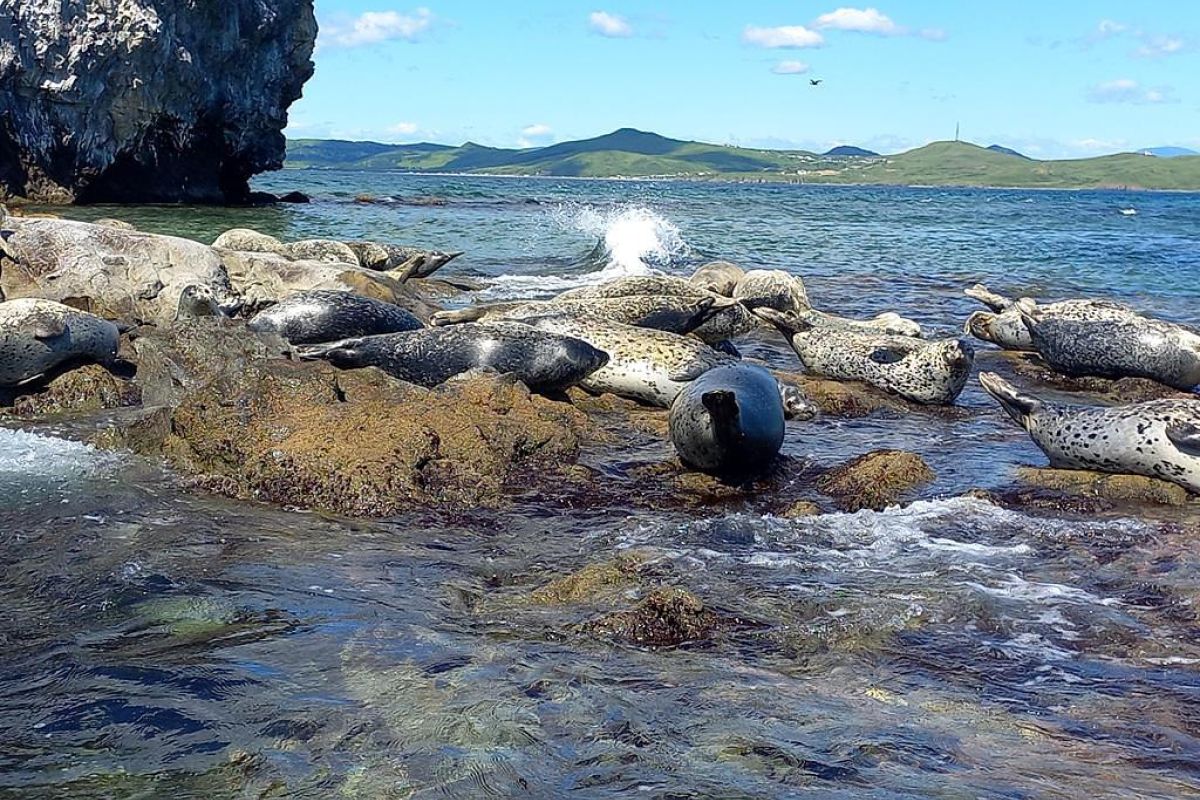 Земля леопарда + Японское море