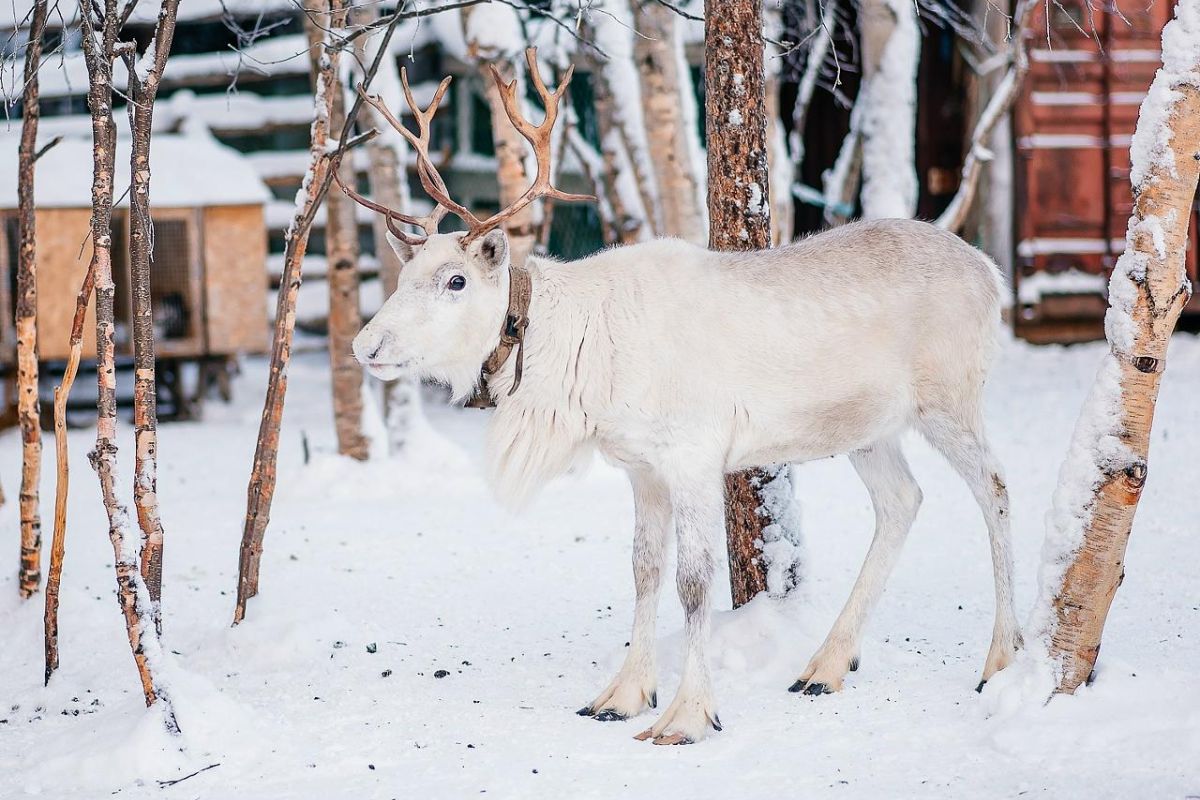 Север на ладони – Кольский