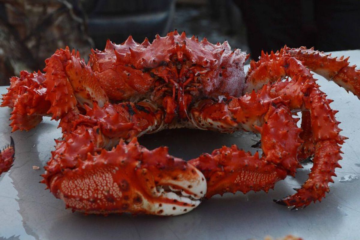 Крабалка на Сахалине