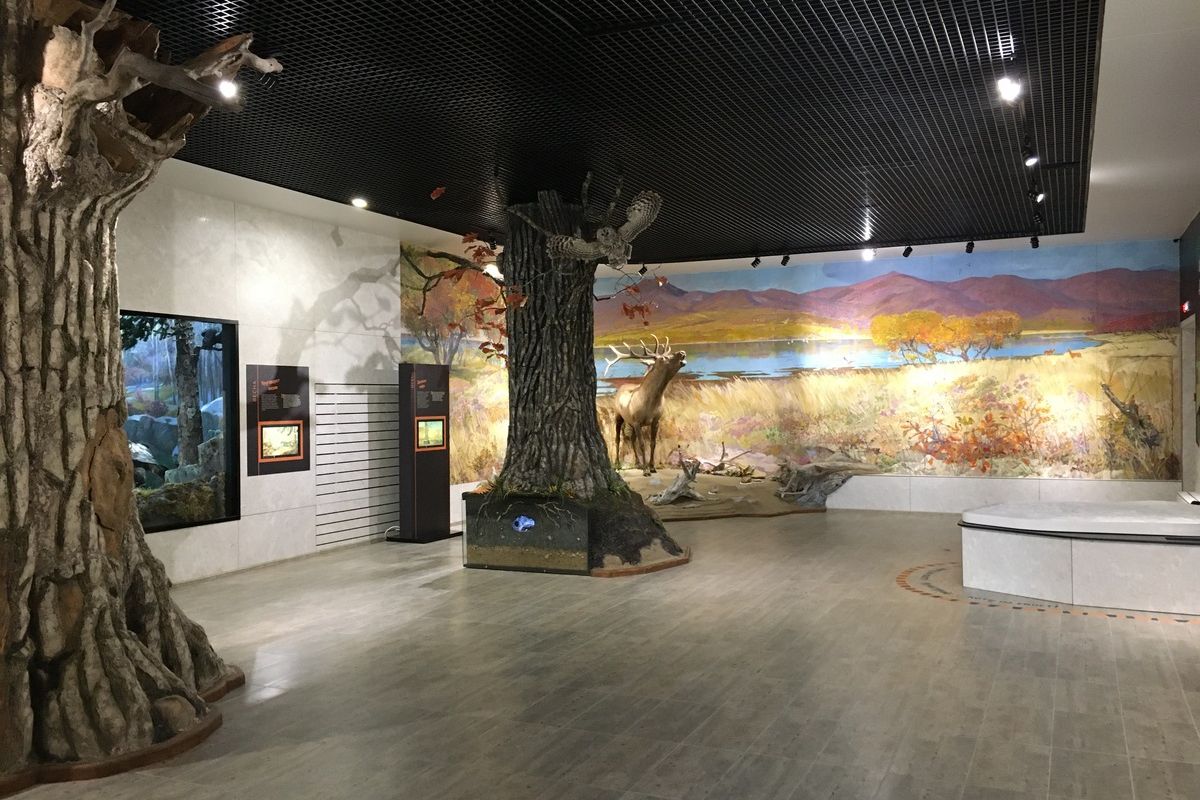 Сихотэ-Алинский заповедник: по следам амурского тигра!