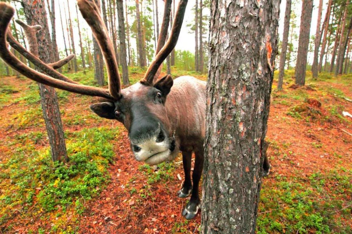 Арктические Каникулы 2026