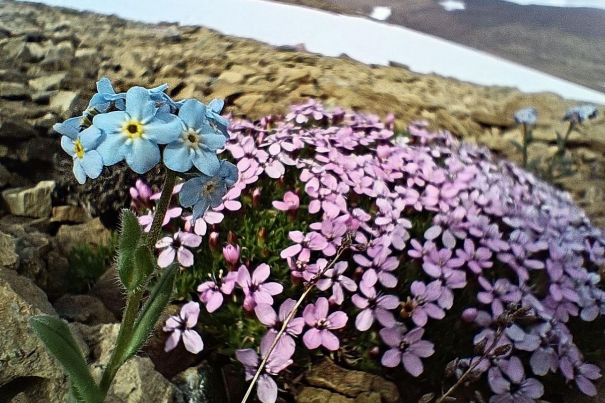 Романтический сёрфинг на леднике (Ямал)