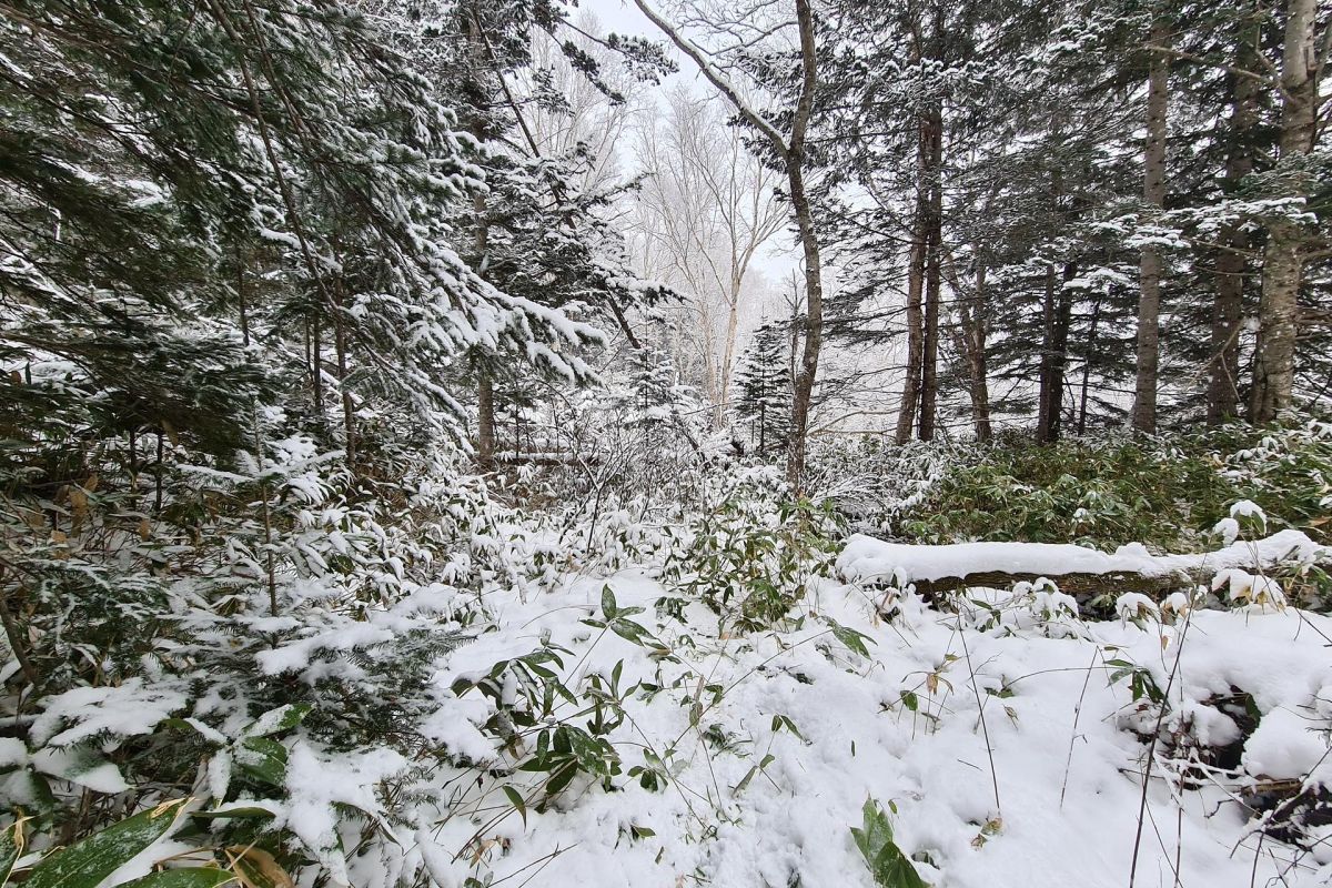 Гора Юнона (Сахалин) –экскурсия на снегоступах