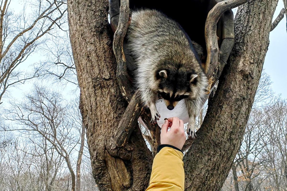 Экскурсия в Приморский Сафари-парк
