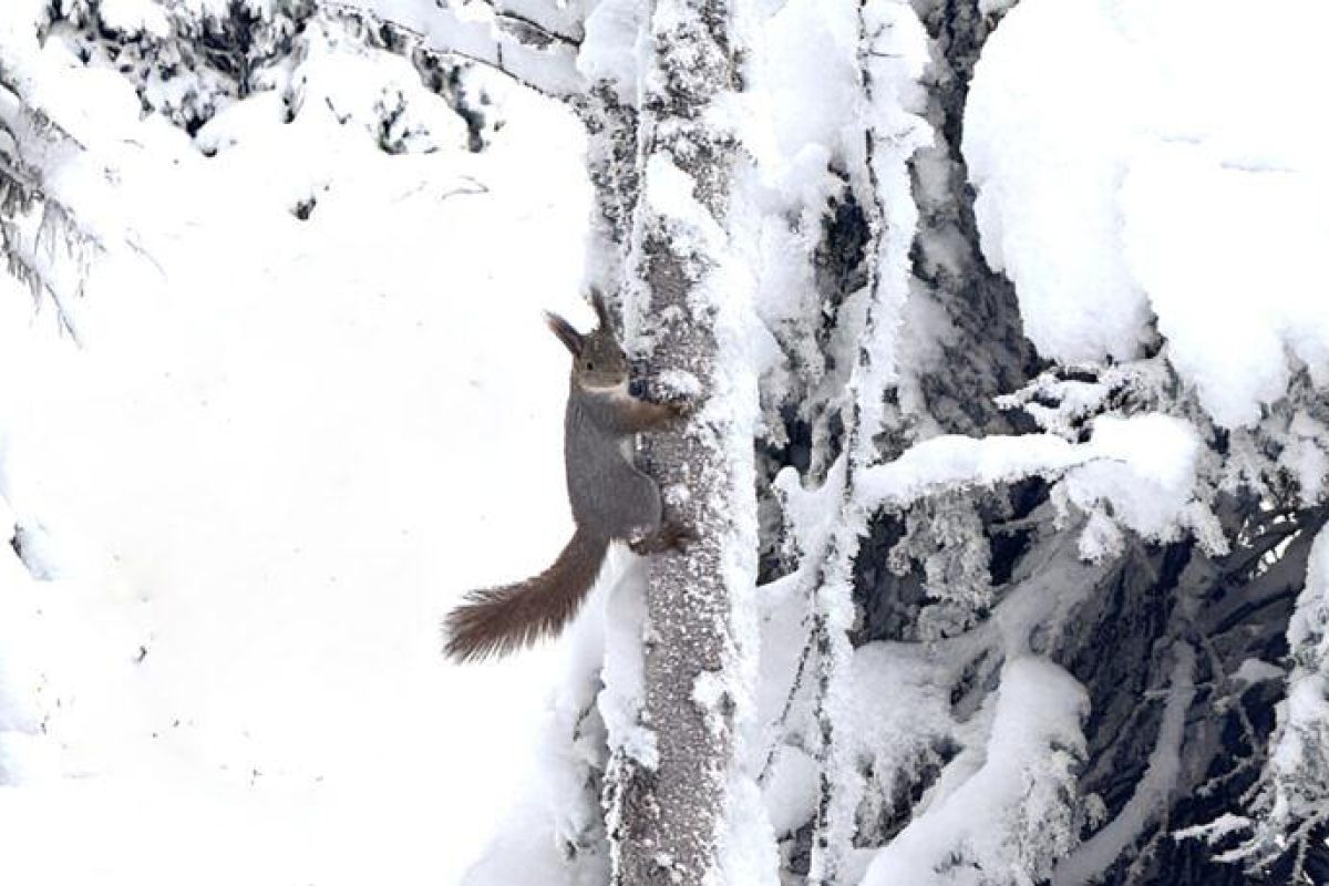 Экскурсия по экотропе в Лапландской деревне (Мурманская область)