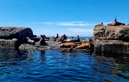 Экскурсия на лежбище сивучей (Сахалин)