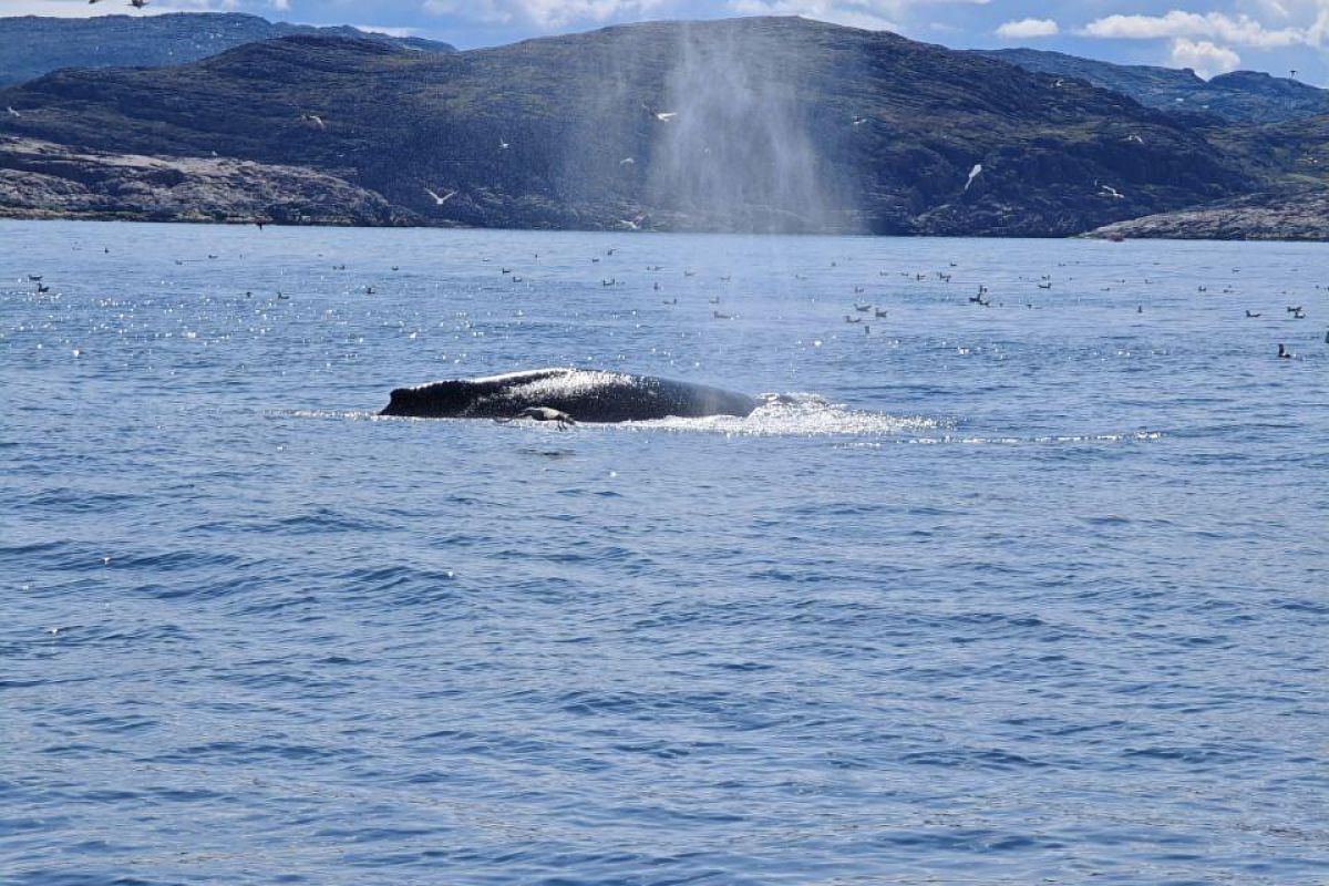 Красоты севера – летний Кольский