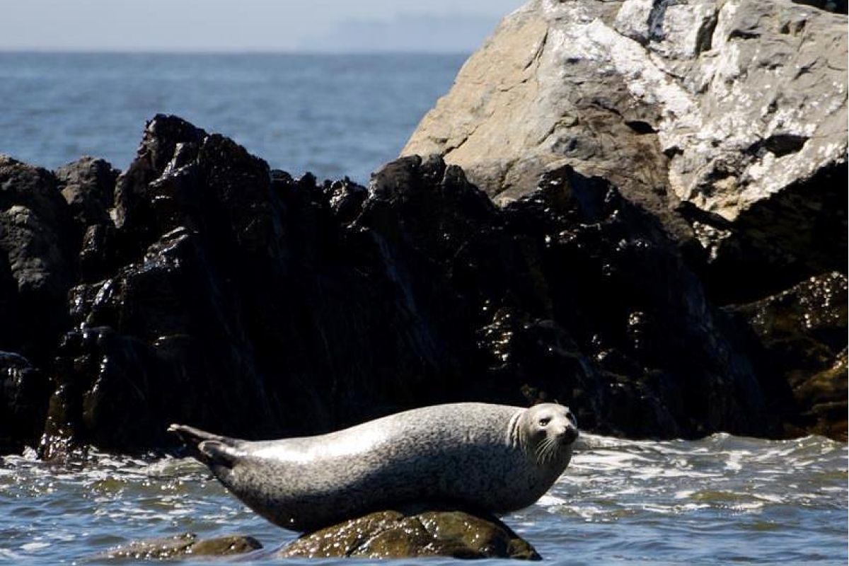Заповедное Приморье: с юга на север