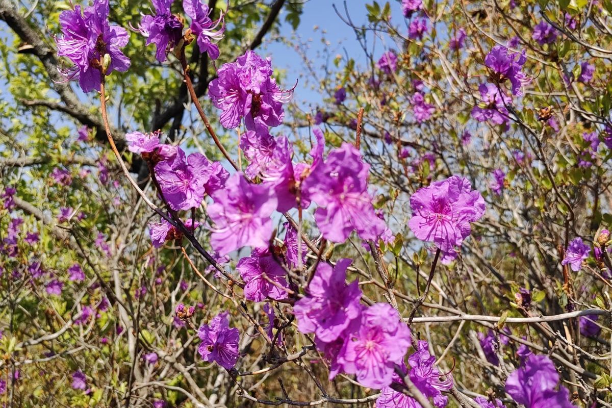 Дыхание весны в Приморье