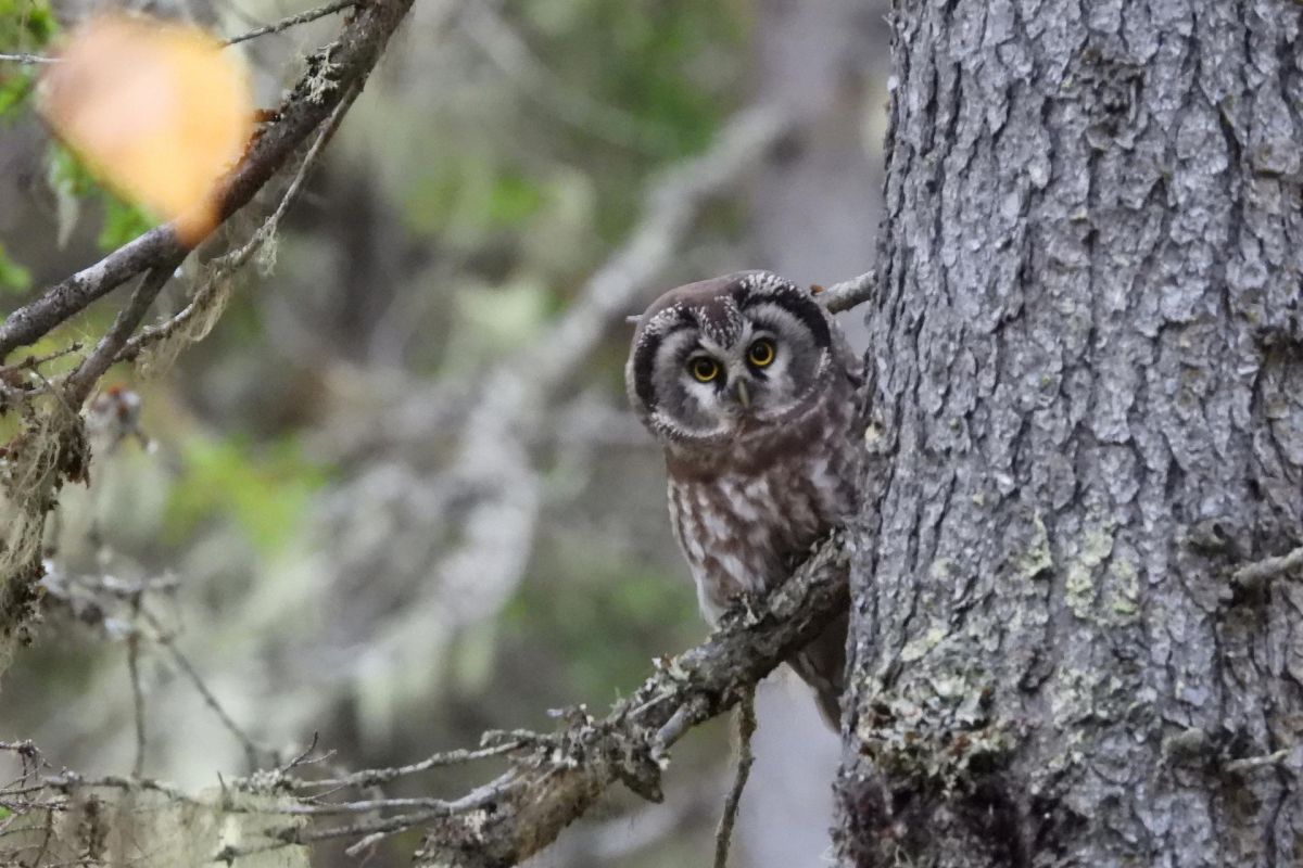«Тайны северных сов»: двухдневный тур в Онежское Поморье