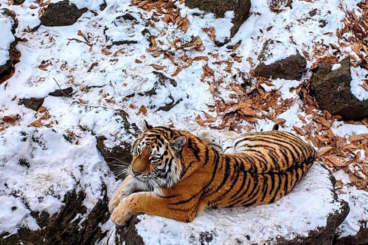 Владивосток – город у океана