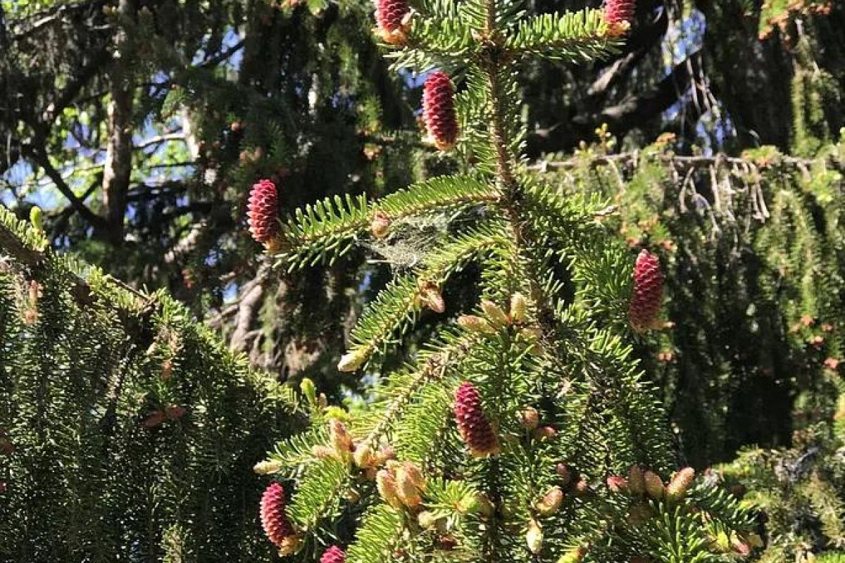 Гранд-тур по Карелии + Соловки (3 дня)