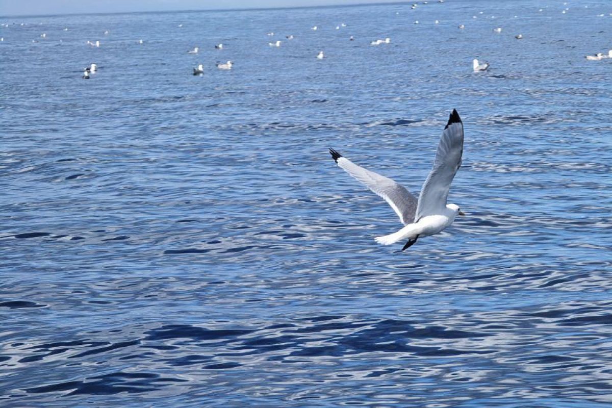 Красоты севера – летний Кольский